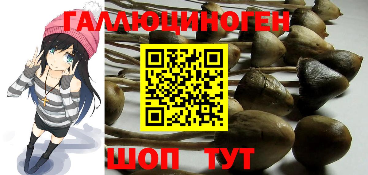 Галлюциногенные грибы Psilocybine cubensis Сунжа
